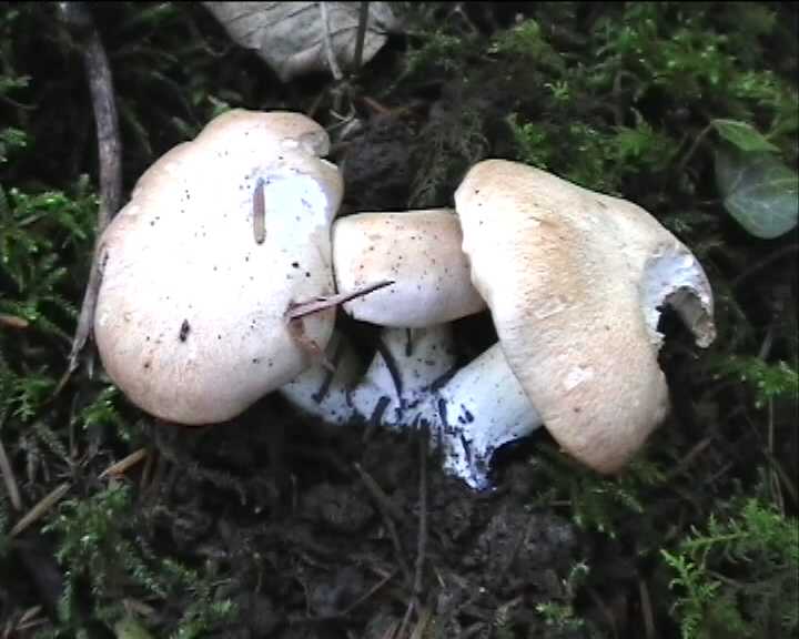 Winkel ( FRA ) 28.08.2004   2 Serie